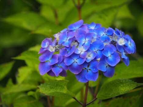 卒業式袴のレンタル受付中です🌸